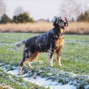 Secret of Love Shadow Dog 3