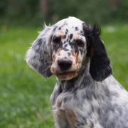 Secret of Love Shadow Dog 4