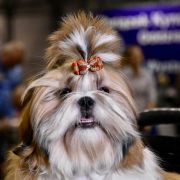 SELENE Reheto (FCI) 2