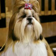 SELENE Reheto (FCI) 3