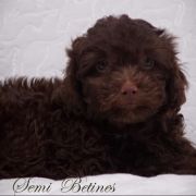 Semi Betines FCI