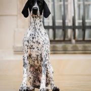 Sensacja All Irish Gold