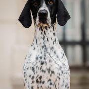 Sensacja All Irish Gold 2