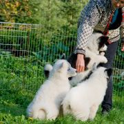 Seriihit z Jurajskiego Stoku