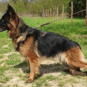 V6(PL) Dila vom Trojangold