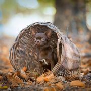 SHAH LITTLE PUPPY MAGNIFIKA STYLE 