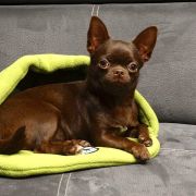 SHAH LITTLE PUPPY MAGNIFIKA STYLE 2