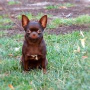 SHAH LITTLE PUPPY MAGNIFIKA STYLE 3