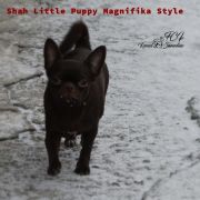 SHAH LITTLE PUPPY MAGNIFIKA STYLE 4