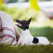 Sharpfox CAPTAIN BLACK BAGHEERA