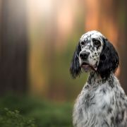 Sheradin's Star POLISH VODKA