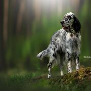 Sheradin's Star POLISH VODKA 2