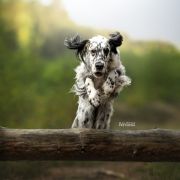 Sheradin's Star POLISH VODKA 3