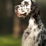 Sheradin's Star POLISH VODKA 4