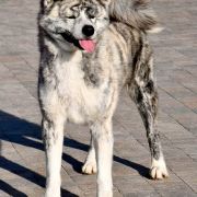 Shigetora Go Fuen No Oka