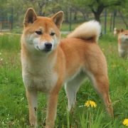 SHIN-YUU SEY MAISO-RENRI