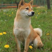 SHIN-YUU SEY MAISO-RENRI