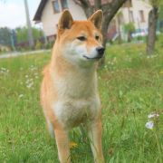 SHIN-YUU SEY MAISO-RENRI