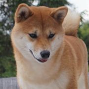 SHIN-YUU SEY MAMORI EDZAKURA