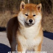 SHIN-YUU SEY MAMORI EDZAKURA