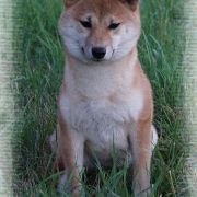 SHIN-YUU SEY MAMORI EDZAKURA 2