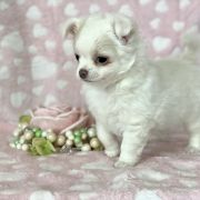 Signorina Francesca Tesori di Diamanti 