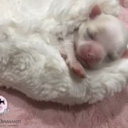 Signorina Francesca Tesori di Diamanti 