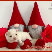 Signorina Francesca Tesori di Diamanti 