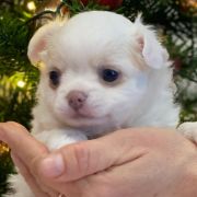 Signorina Francesca Tesori di Diamanti 