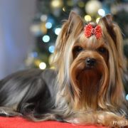 JCh. Silk Paradise DIAMAND