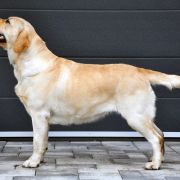 Silver Skydiver Best Impression