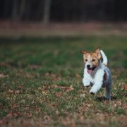 Simply Lovely Amigojack 2