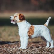 Simply Lovely Amigojack 3