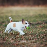 Simply Sweet Amigojack