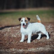 Simply Sweet Amigojack 2