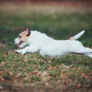 Simply Sweet Amigojack 3