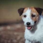 Simply Sweet Amigojack 4