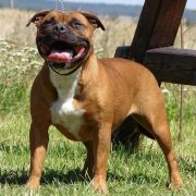 Skilful-dogs Ruby Rubacouri