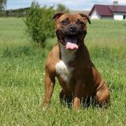 Skilful-dogs Ruby Rubacouri 3