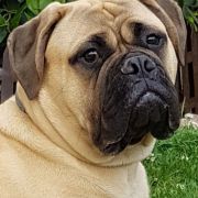 Skyfall Adele OYOBull 2