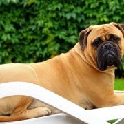 Skyfall Adele OYOBull