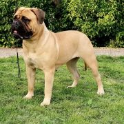 Skyfall Adele OYOBull 3