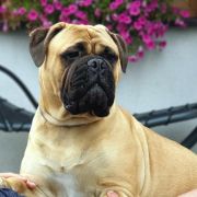 Skyfall Adele OYOBull 4