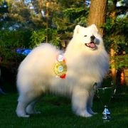 Smiling Miracle FAMOUS IDOL 4