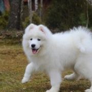 Smiling Miracle JUST LIKE HEAVEN 3