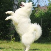 Smiling Miracle JUST LIKE HEAVEN 2