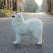 Smiling Miracle JUST LIKE HEAVEN