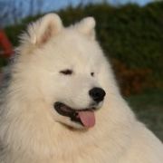Smiling Snowball MOUNT FUJI