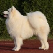 Smiling Snowball MOUNT FUJI 2