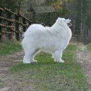 Smiling Snowball MOUNT FUJI 3